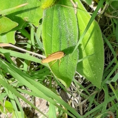 Tegosa