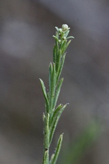 Baccharis malibuensis