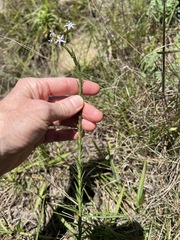 Wahlenbergia huttonii