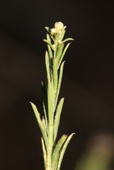 Baccharis malibuensis