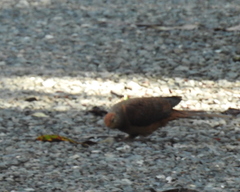 Macropygia phasianella