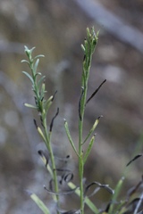 Baccharis malibuensis