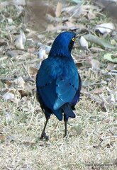 Lamprotornis chalybaeus