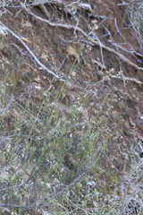 Baccharis malibuensis