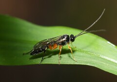 Diplazontinae