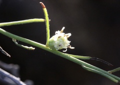 Baccharis malibuensis