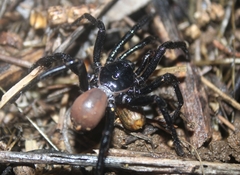 Bothriocyrtum californicum