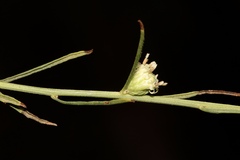 Baccharis malibuensis