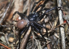 Bothriocyrtum californicum