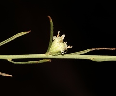 Baccharis malibuensis