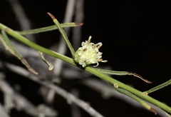 Baccharis malibuensis