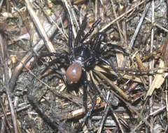 Bothriocyrtum californicum