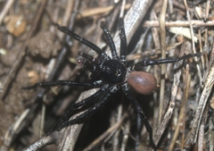 Bothriocyrtum californicum