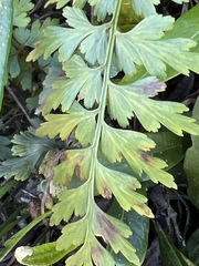 Asplenium splendens