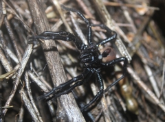 Bothriocyrtum californicum