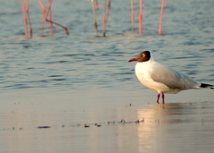 Chroicocephalus brunnicephalus