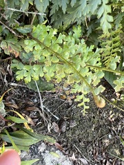 Asplenium splendens