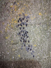 Chilocorus stigma