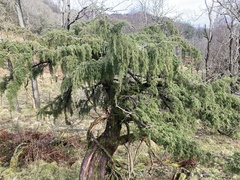 Juniperus communis
