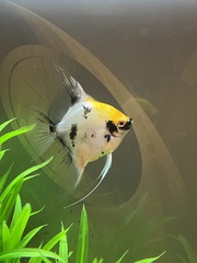 Pterophyllum scalare
