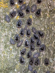 Chilocorus stigma