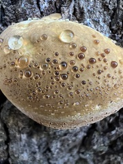 Pseudoinonotus