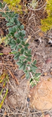 Indigofera mauritanica