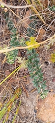 Indigofera mauritanica