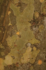 Platanus × hispanica