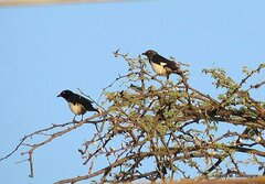 Speculipastor bicolor