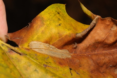 Phyllonorycter platani
