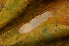 Phyllonorycter platani