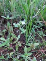 Richardia brasiliensis