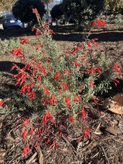 Epilobium canum