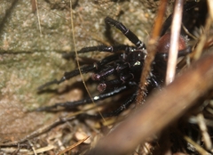 Bothriocyrtum californicum