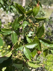 Searsia chirindensis