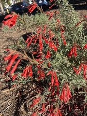 Epilobium canum
