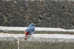 Phoenicurus fuliginosus