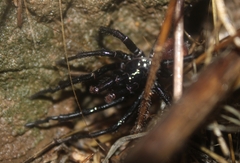 Bothriocyrtum californicum