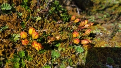 Gentianella hirculus