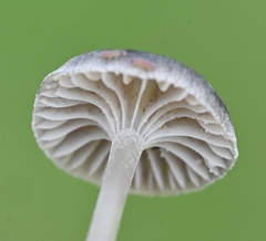 Mycena pseudopicta