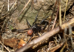 Bothriocyrtum californicum