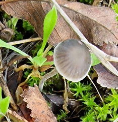 Mycena pseudopicta