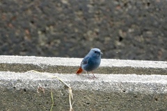 Phoenicurus fuliginosus