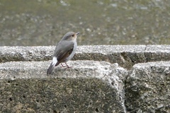 Phoenicurus fuliginosus