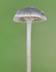 Mycena pseudopicta