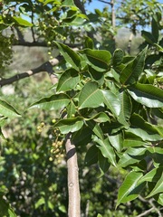 Searsia chirindensis