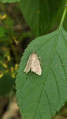 Ostrinia nubilalis