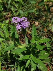 Heliotropium amplexicaule