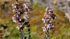 Valeriana microphylla